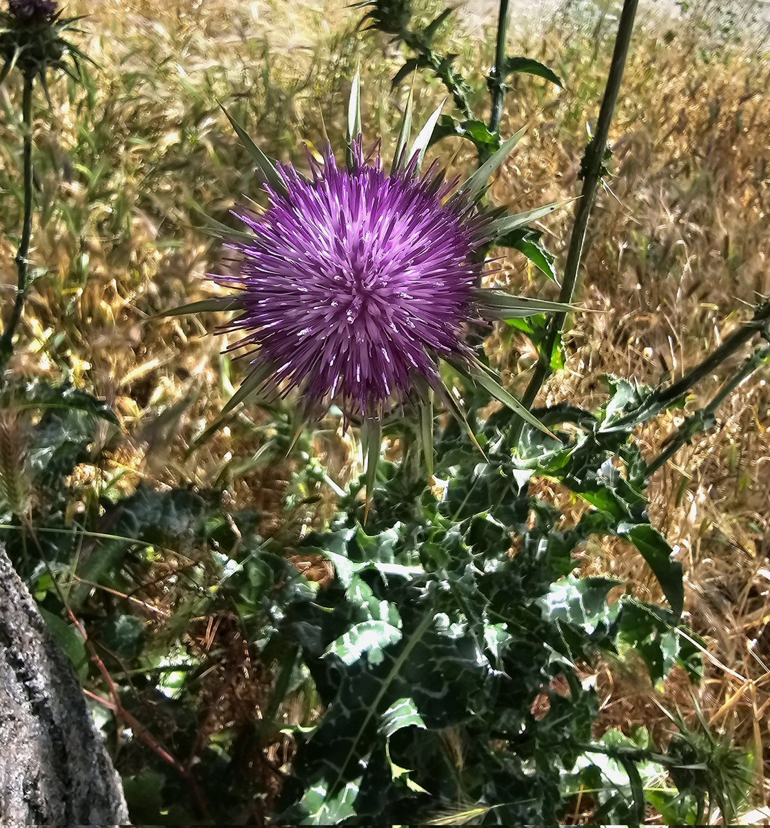 Hasta el cardo borriquero da hermosas #flores una vez al año. Piénsalo. #mayo #flores #primavera