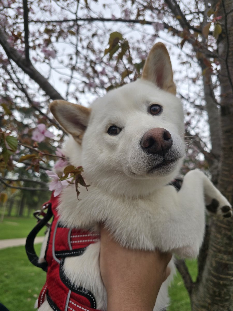 VolitheBooli's tweet image. Shiba seeing cherry blossoms for the first time 🌸
#shiba #shibainu #shibasofx #cherryblossoms