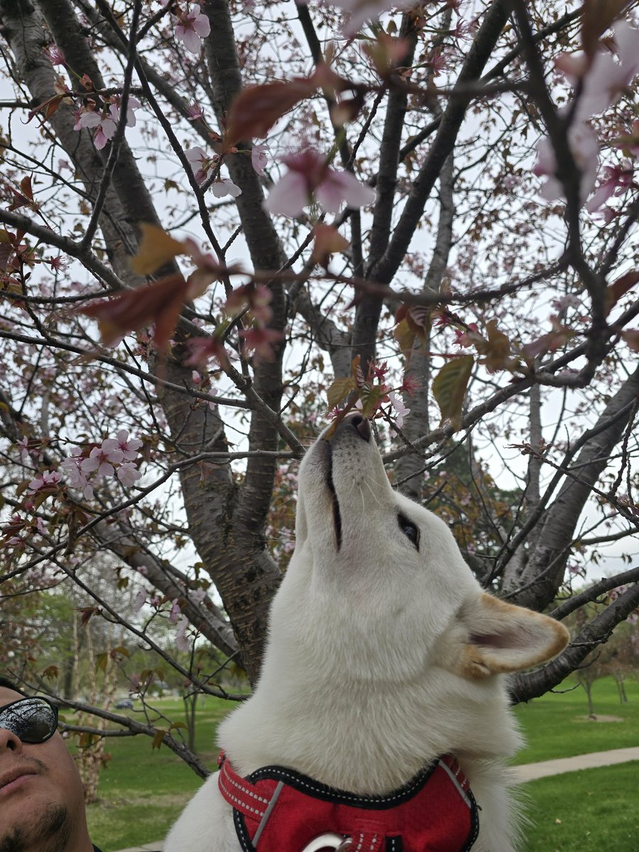 VolitheBooli's tweet image. Shiba seeing cherry blossoms for the first time 🌸
#shiba #shibainu #shibasofx #cherryblossoms