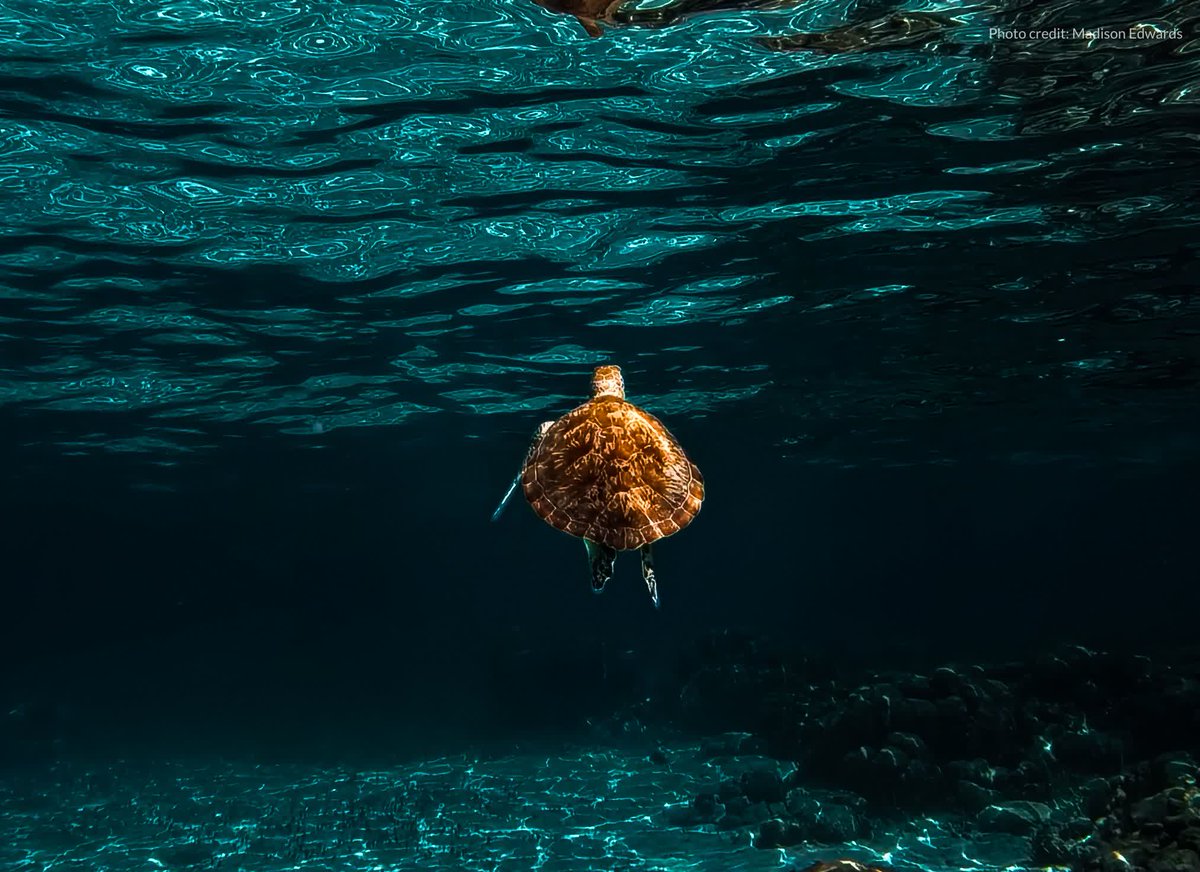 OceanaBelize's tweet image. #DYK sea turtles can hold their breath for up to 7 hours?  🌊🐢 But they can't hold on forever without our help. Clean oceans, healthy reefs, and protected coastlines make all the difference.