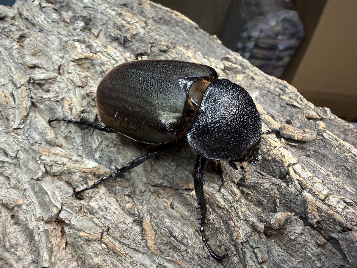 フルスタックビートル　full stack beetle tweet media
