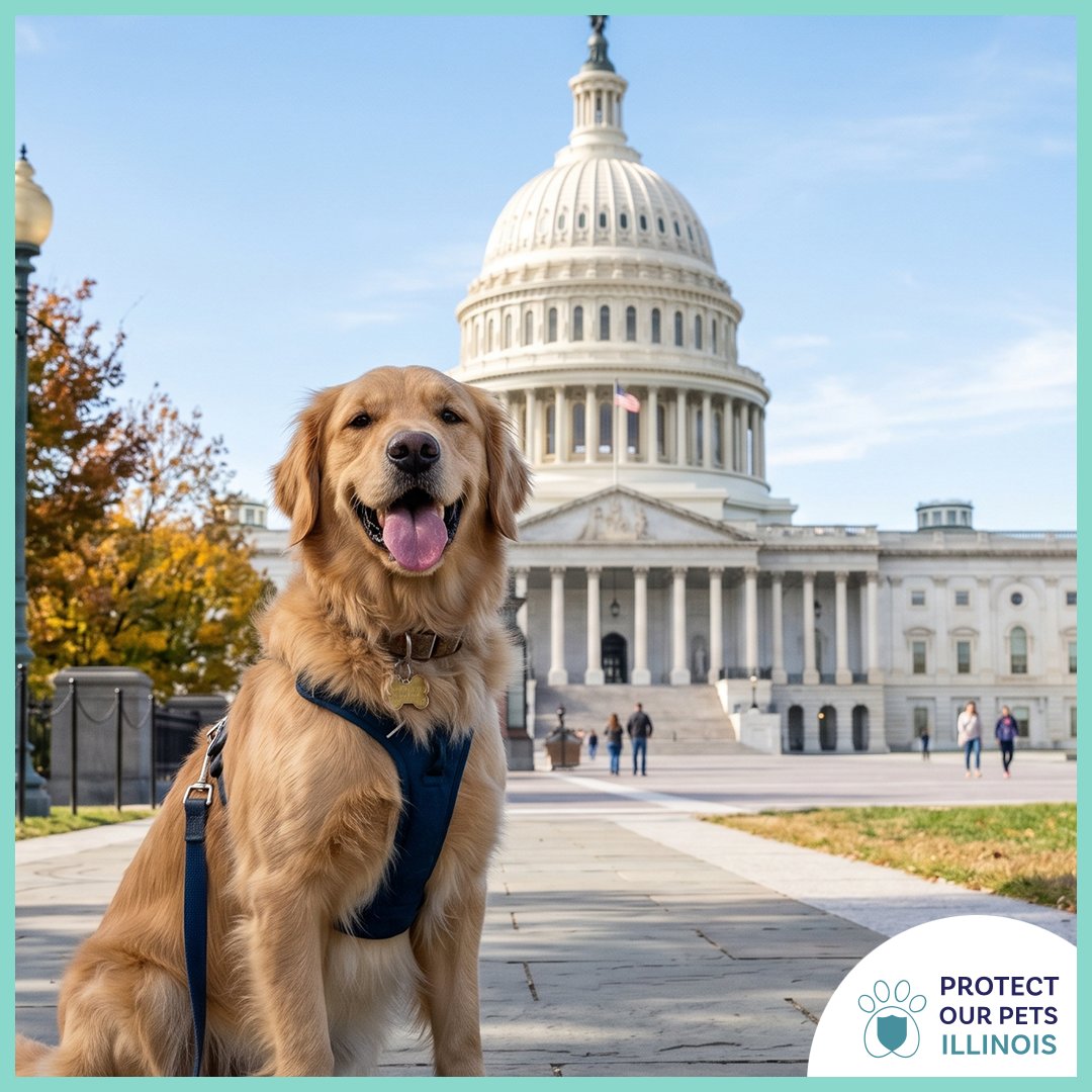 protectpetsil's tweet photo. The U.S. House passed the Farm Bill, which included the Healthy Dog Importation Act. This is a major step toward stronger oversight of dogs entering the U.S. We appreciate the years-long effort by the National Animal Interest Alliance. Learn more: https://t.co/CW0KcHTU1F https://t.co/PO9hQ61wdk