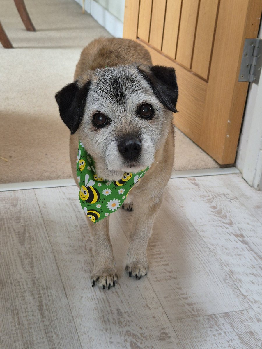 Lord Wicket 🐾🏴󠁧󠁢󠁳󠁣󠁴󠁿 feat. Lady Bogle 🐾🥰 tweet media