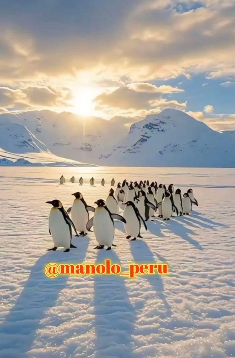 peruvian tweet media