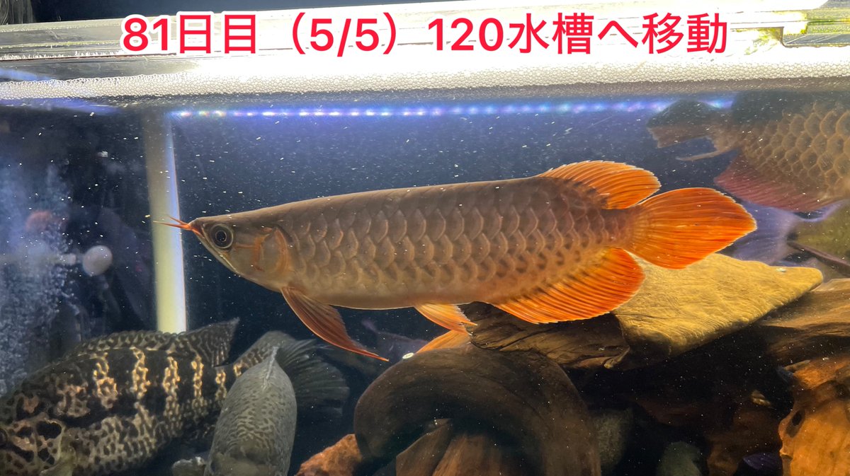 メタボハゲ魚ボルグ tweet media