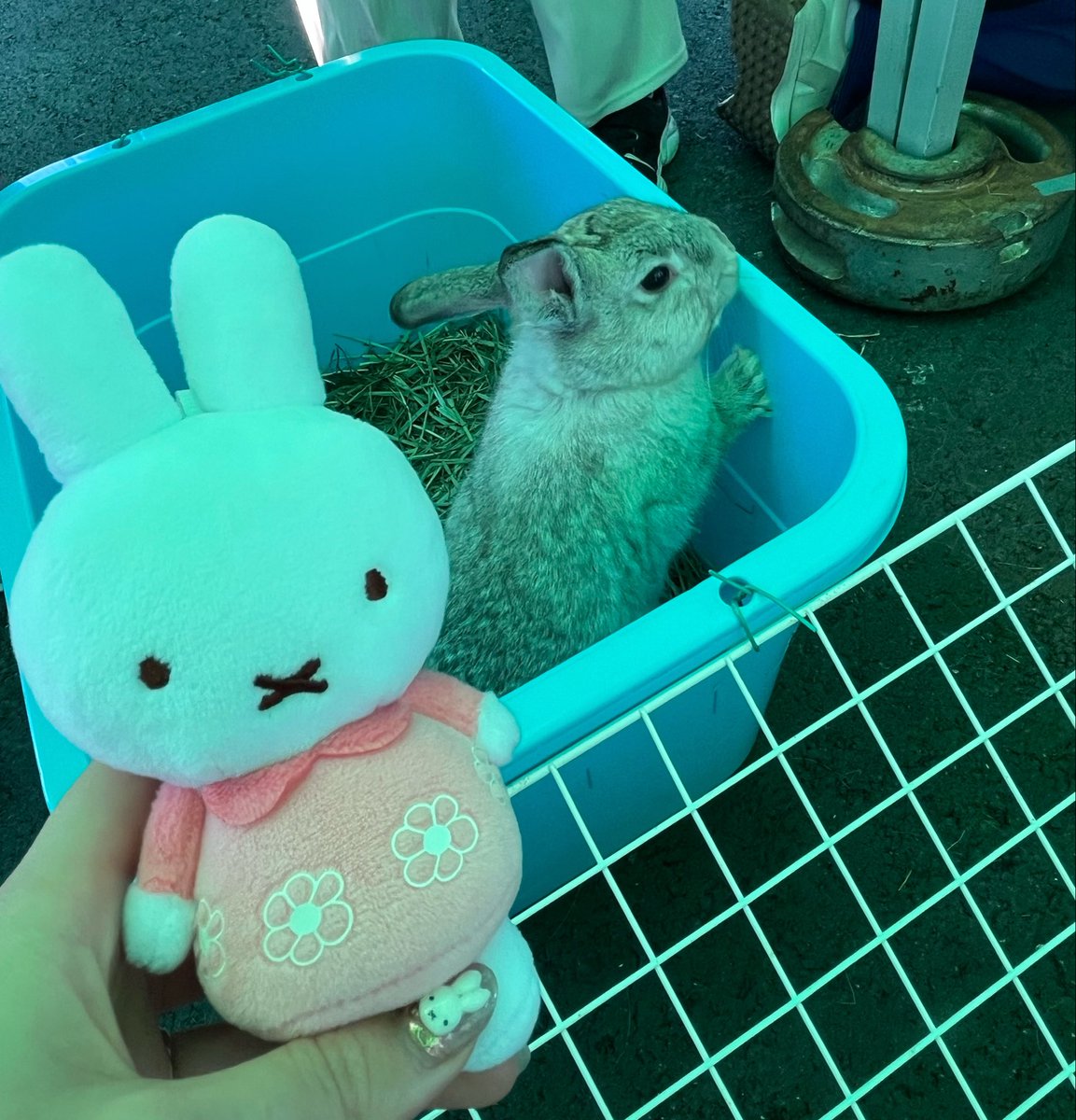 リアルうさぎ🐇と触れ合ってきた🥰
ふさふさで可愛かった〜
一緒に行った姪っ子ちゃんたちにも癒されました♪
ハムスターもついに手に乗せられて嬉しかった🐹