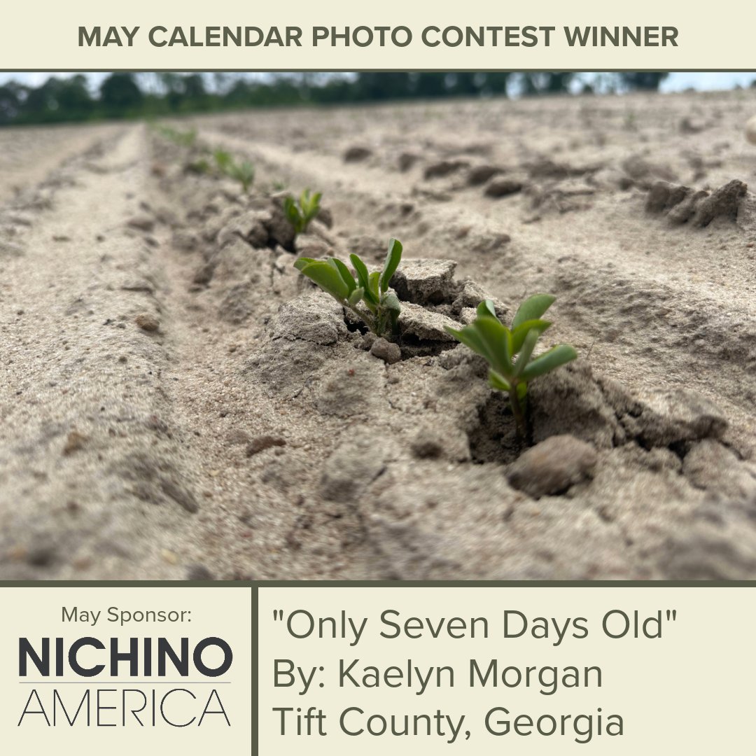gapeanuts's tweet photo. 🚜 May’s calendar spotlight is here! 
“Only Seven Days Old” by Kaelyn Morgan of Tift County captures the earliest stage of peanut growth 🥜 

A special thank you to Nichino for sponsoring this month’s feature. Learn more about them here: https://t.co/RQd1zrJ4m1 

#gapeanuts #peanutproud #supportfarmers