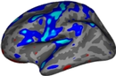 nitrc_info's tweet image. Tool Tuesday 🛠️ Spotlight: FreeSurfer. One of the most widely-used cortical surface reconstruction tools in neuroimaging — find documentation, forum support, and related resources on NITRC. #FreeSurfer #Neuroimaging #MRI nitrc.org/projects/frees…