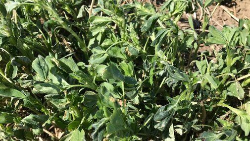 Nebraska CropWatch tweet media