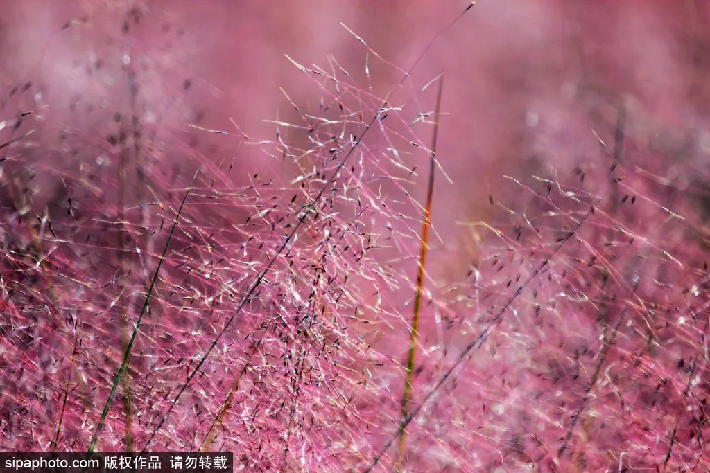 nuevavision123's tweet image. En el Palacio de Verano, la hierba rosa de muhly está en plena floración, tiñendo el paisaje de cierto ensueño. Al pasear entre estas suaves nubes rosadas, descubriremos un rincón fantástico. ¿Listo para capturar la magia de #Beijing en tu próxima foto?