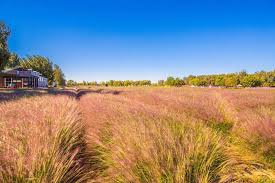 nuevavision123's tweet image. En el Palacio de Verano, la hierba rosa de muhly está en plena floración, tiñendo el paisaje de cierto ensueño. Al pasear entre estas suaves nubes rosadas, descubriremos un rincón fantástico. ¿Listo para capturar la magia de #Beijing en tu próxima foto?