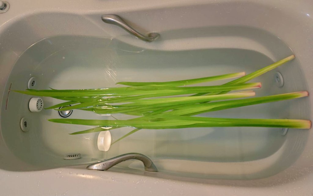 ちまきと、柏餅を食べて、菖蒲を浮かべたお風呂(菖蒲湯)に入って身体がポッカポカになりました♨️