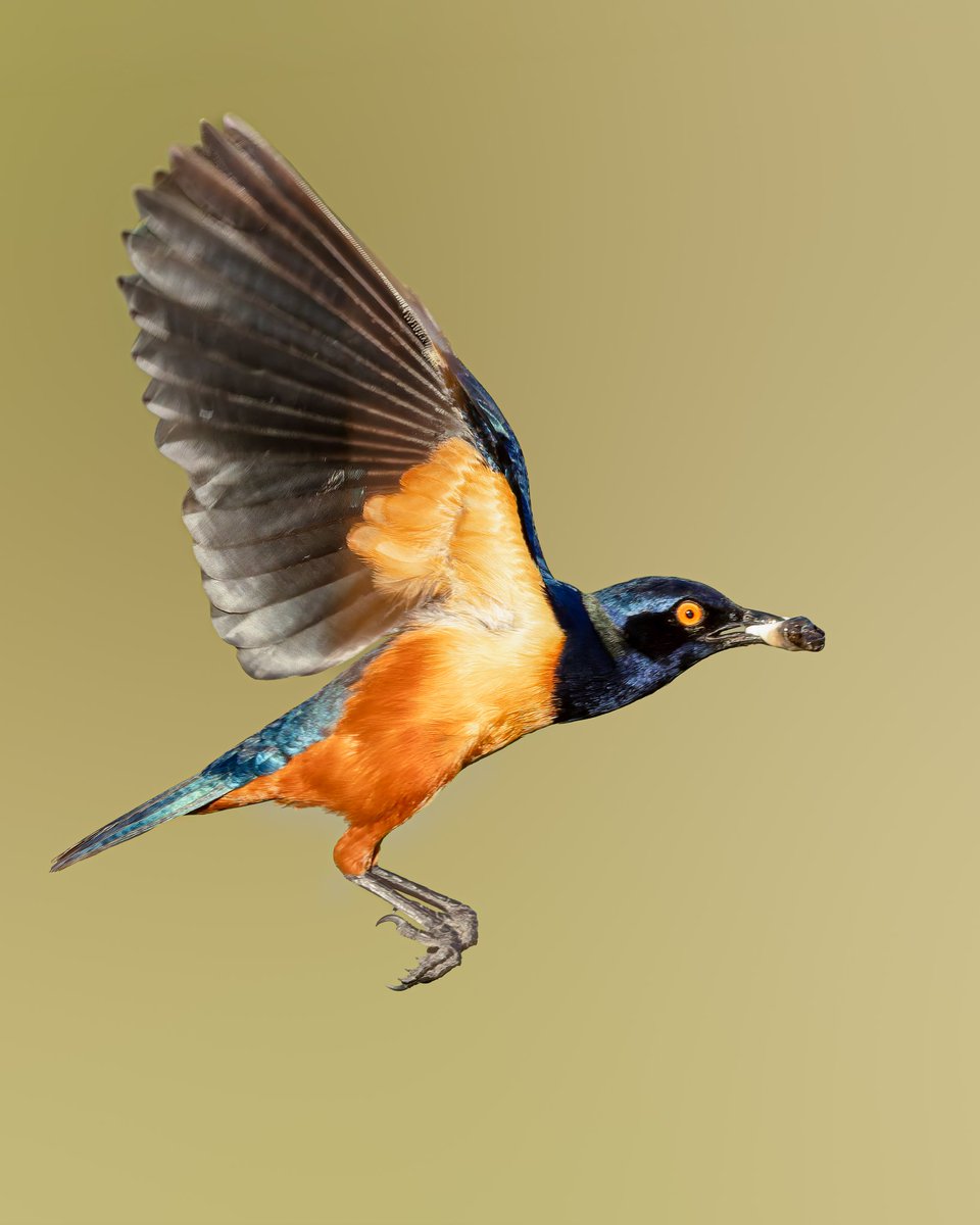 Kenyanbirder tweet media