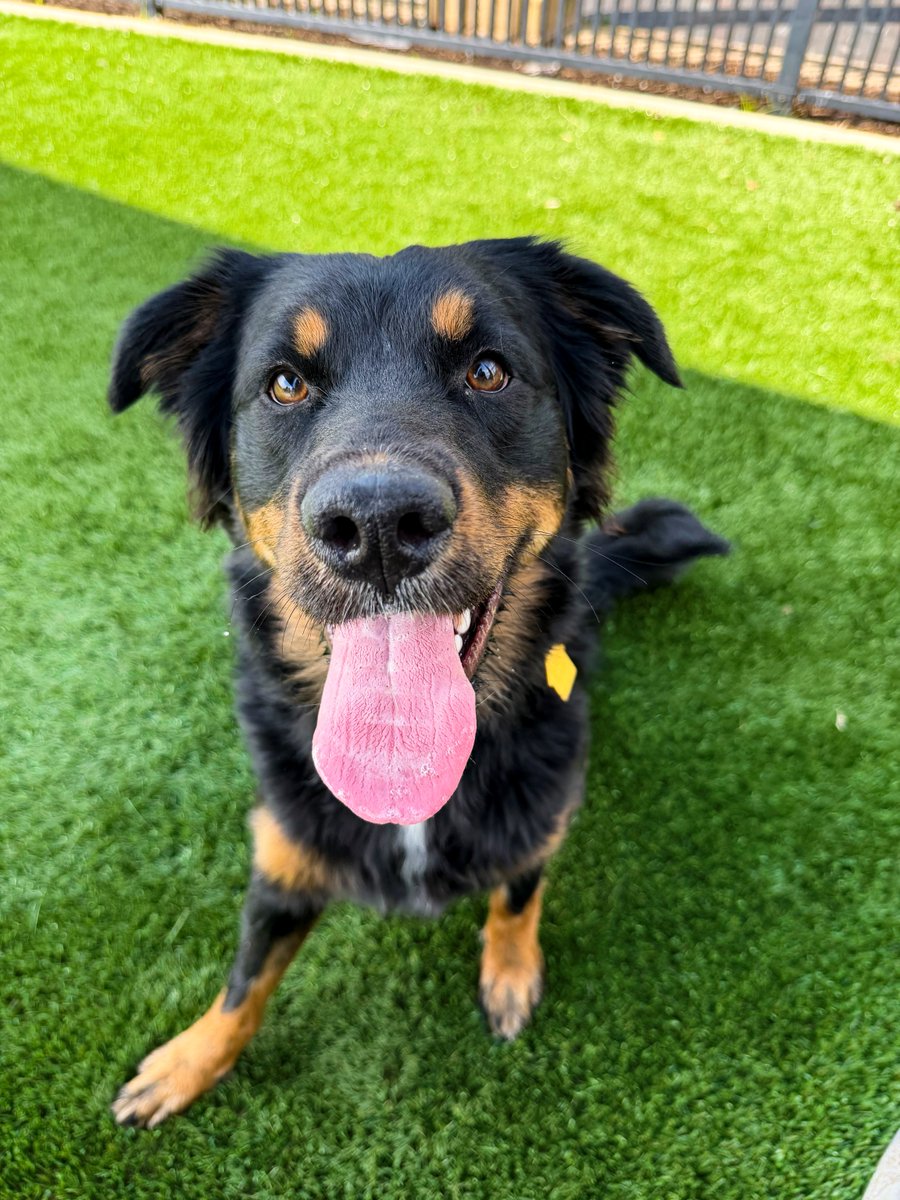 Humane Society of Missouri tweet media