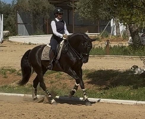ehorses.com - horse market tweet media