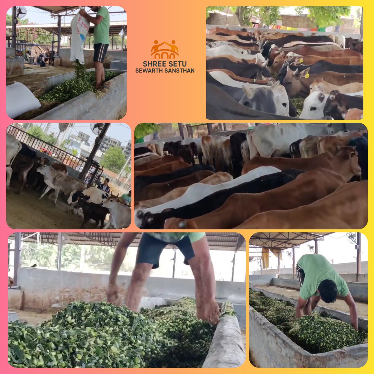 ShreeSetu's tweet image. जय गौ माता shreesetusewarthsansthan.com #गौ_सेवा #post #shorts #गौमाता_राष्ट्रीयमाता #गौमाता_राष्ट्रमाता