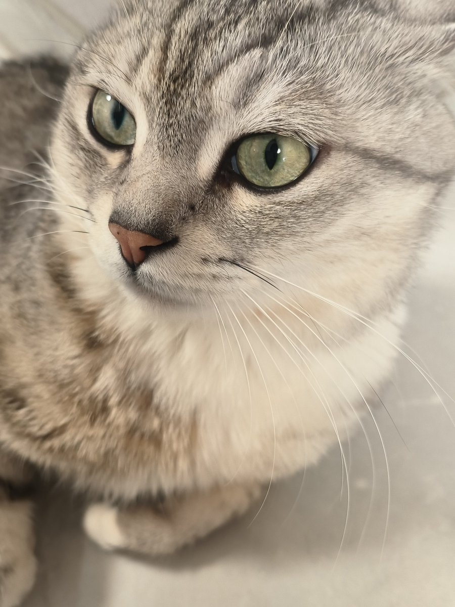 RoaccoQ101's tweet image. 绿珠珠 好喜欢 #cat