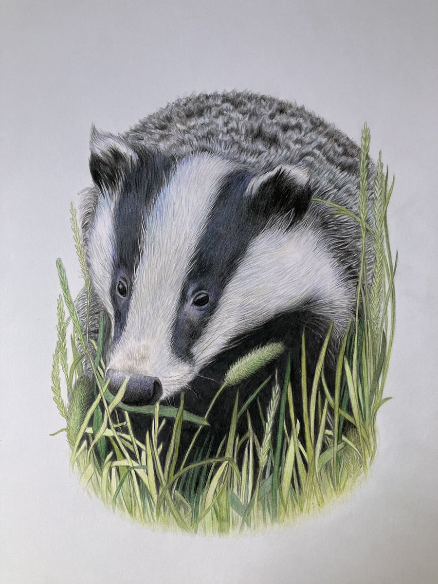 studio22artz's tweet image. Thinking tis one is now done. I could tinker with all of my drawings indefinitely but have to stop at some point. #art #drawing #badger