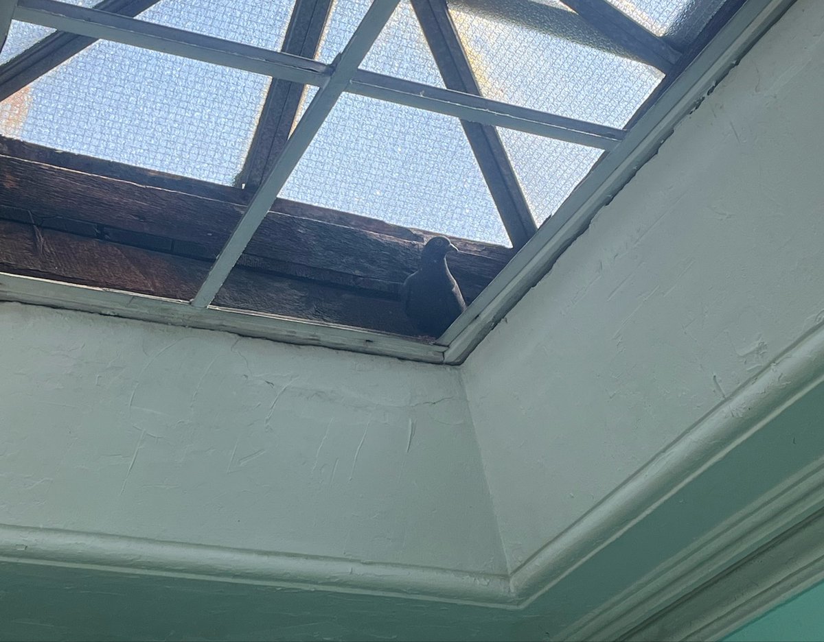 bbagfries's tweet photo. a whole year of living in this big dumb house. dressed like a clown, acted like a clown, pigeons have mysteriously entered, sunsets and stoops have been enjoyed. this place is probably haunted but I would exchange my life being turned upside down for anything. https://t.co/q3MU4KnOcg