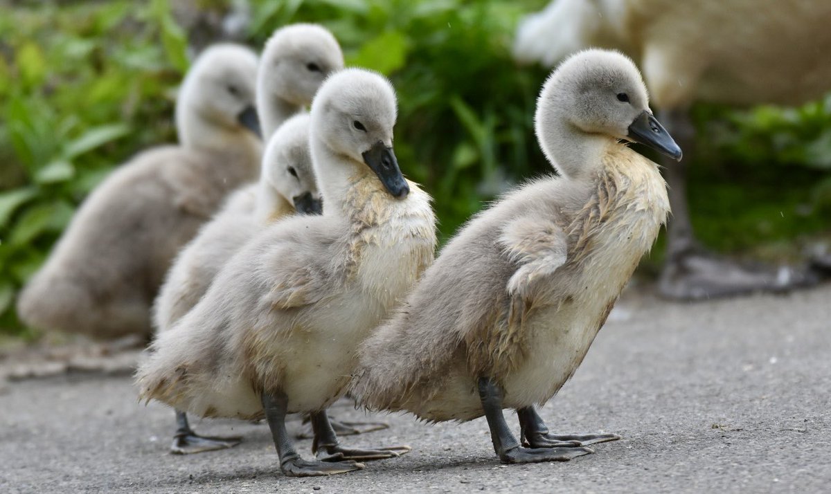 sonsrap10's tweet image. Cygnets at Poole park in Dorset this afternoon #wildlifephotography
