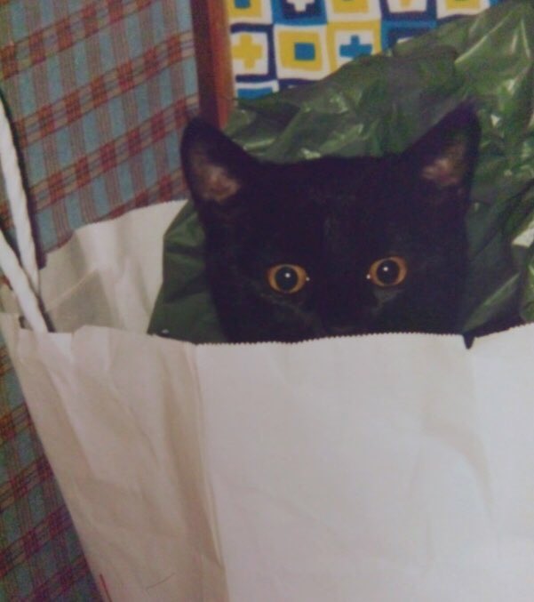 yukimaroc's tweet photo. #こどもの日なので子猫時代の写真貼る https://t.co/V80V8l2XJX