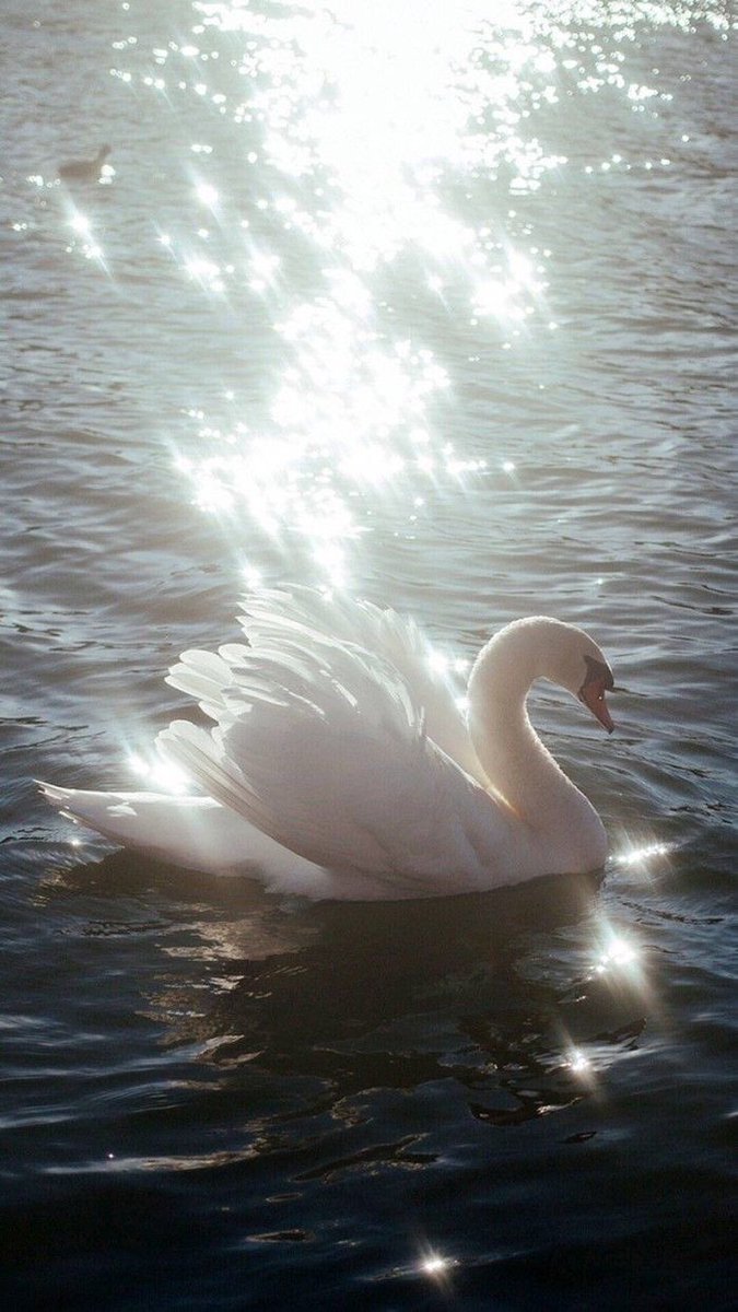 🚨DOTY! Locket Deluxe de Madison Beer terá fortes influências no filme ‘cisne negro’ e no ballet ‘lago dos cisnes’. 

- Madison já GRAVOU um clipe para a divulgação do deluxe.