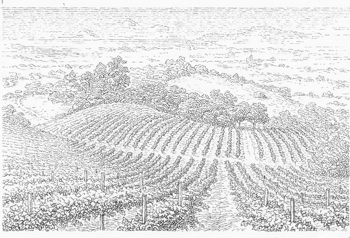 Truchard's tweet photo. 2025 Roussanne Release - The Perfect Summer Sipper ☀ - https://t.co/3cVaQcdqeP https://t.co/27BpSuRYBP