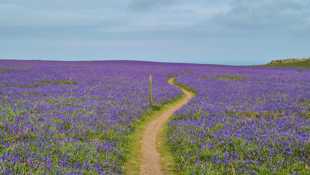 DerekTheWeather's tweet photo. The bluebells are out in force on Skomer Island, Pembrokeshire! 

Photo by one of our @BBCWthrWatchers https://t.co/kBdunYE7i6