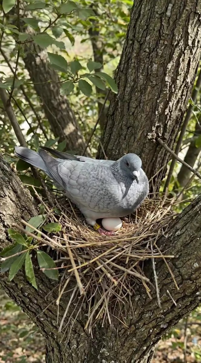 clicks1222's tweet image. A peaceful moment in nature as a mother pigeon carefully protects her egg in a cozy nest between tree branches. Pure love, patience, and the beauty of wildlife.

#pigeon
#birdlovers
#wildlifephotography 
​#Wildlife ​#Peace ​#Serenity #birdphotography