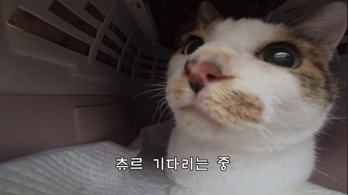 매햄 tweet media