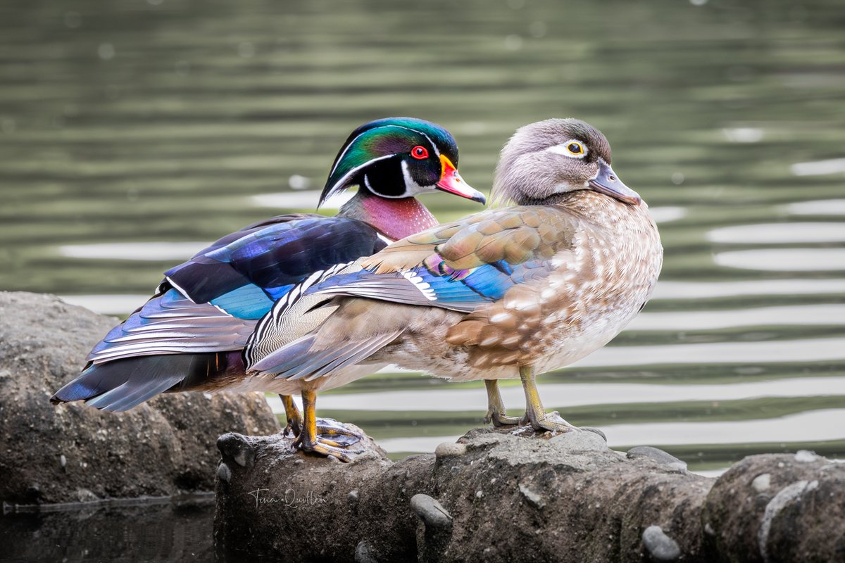 Tina Quillen Photography tweet media