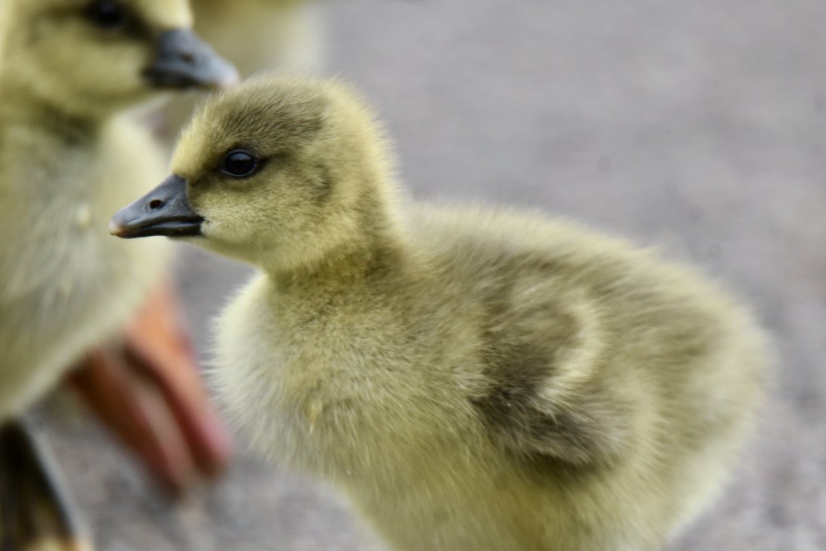 sonsrap10's tweet image. Goslings at Poole park in Dorset this afternoon #wildlifephotography