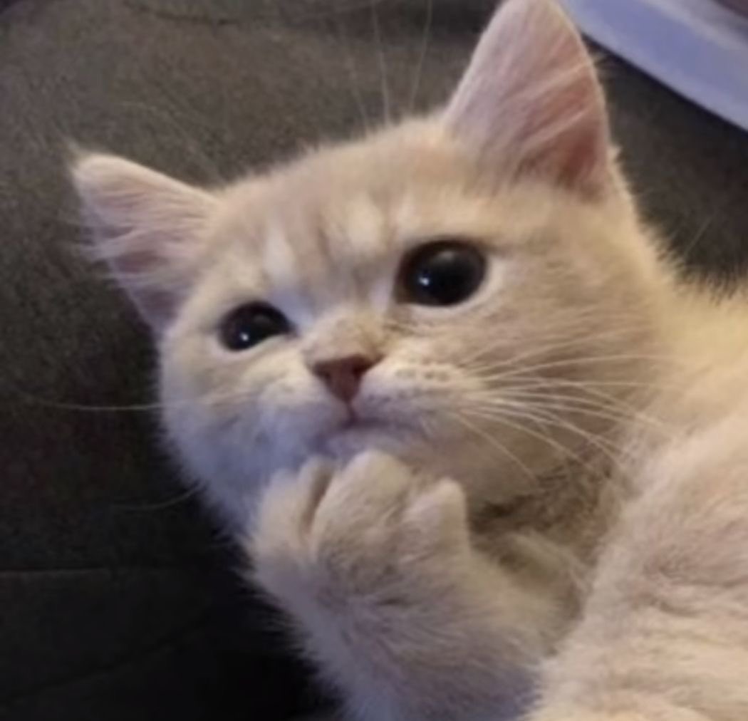 riyangiscat's tweet photo. 🤔 https://t.co/innaQ9HdW0