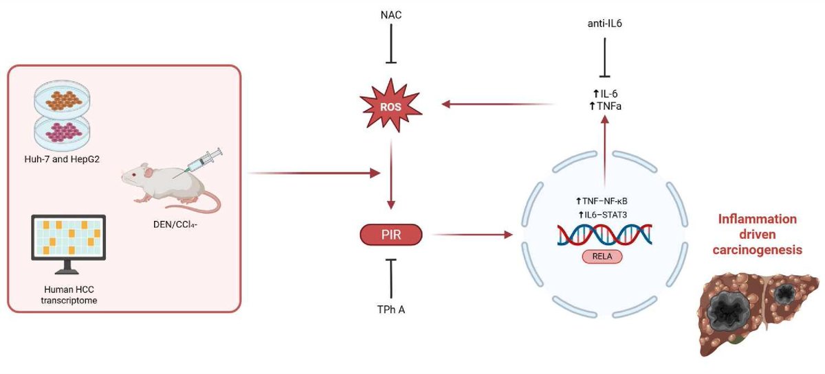 Gut_BMJ's tweet photo. Read the #GUTCommentary by Campani and Nault ("New player in inflammation-driver liver carcinogenesis: pirin on fire!") who highlight pirin as an emerging mediator linking chronic inflammation to hepatocellular carcinoma (HCC).
Building on new data, they describe how pirin amplifies key inflammatory signalling pathways, notably NF-κB and STAT3, reinforcing a tumour-promoting microenvironment in the liver. This positions pirin as a critical node connecting oxidative stress, immune responses, and malignant transformation. The #GUTCommentary underscores its potential as both a biomarker and therapeutic target in inflammation-driven liver cancer. Overall, pirin is framed as a “new player on fire,” advancing understanding of how persistent inflammation fuels hepatocarcinogenesis. Read the commentary here: https://t.co/qId75yYT60
This perspective is grounded in Ma et al., also a paper in this May issue (https://t.co/XGuN6TPBXC) who demonstrate that nuclear pirin drives HCC through a redox-dependent positive feedback loop, amplifying inflammatory signalling and cytokine production, thereby providing the mechanistic basis for its clinical relevance.
#Pirin #HCC