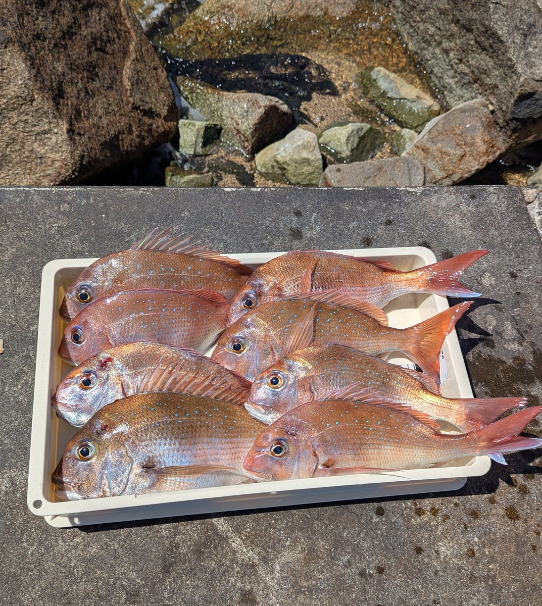 桜鯛爆釣でした🐟