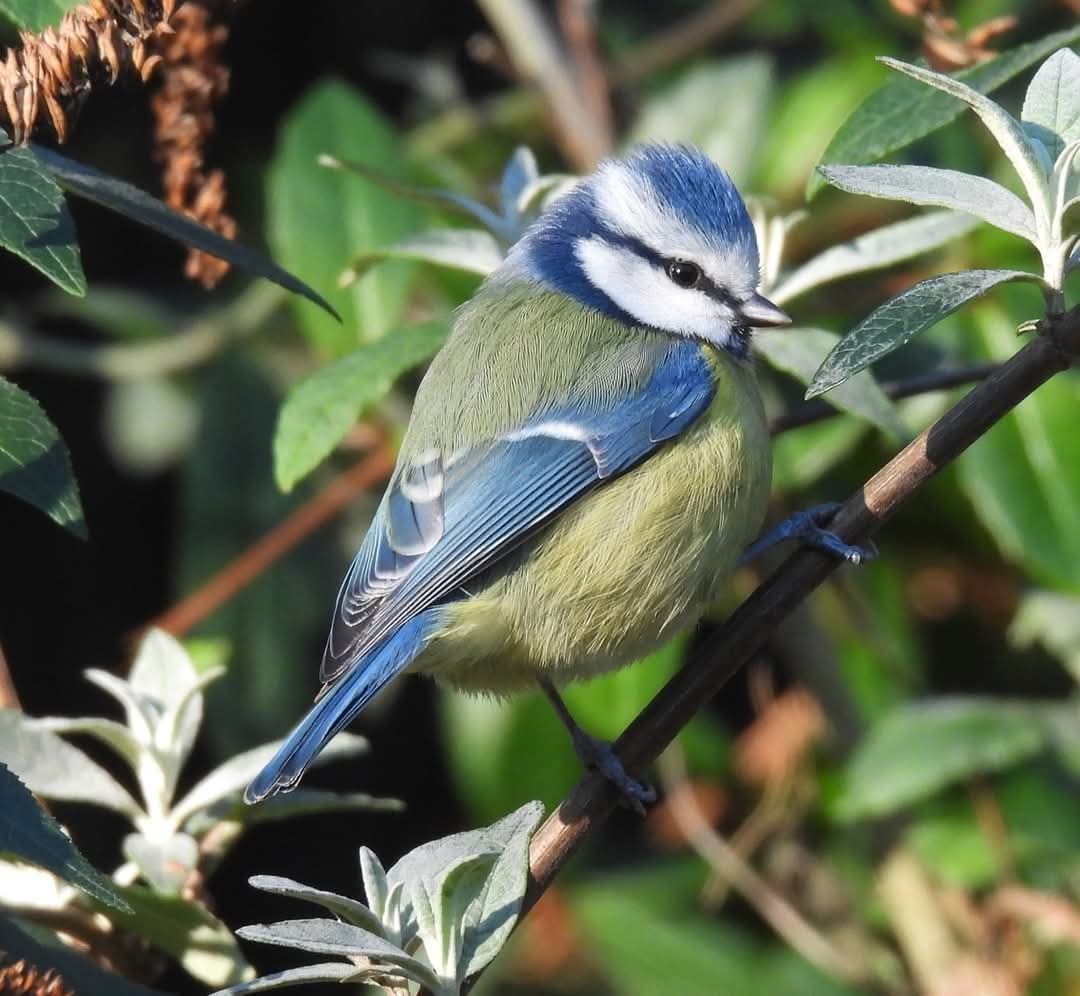 Nice clear look at the plumage of the Blue Tit. :)