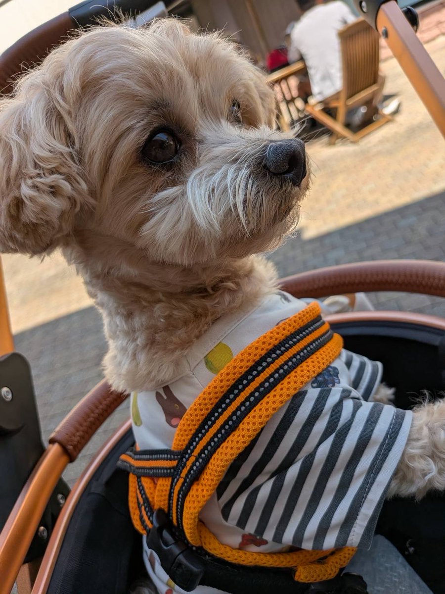 モナカの成長日記🐾 tweet media