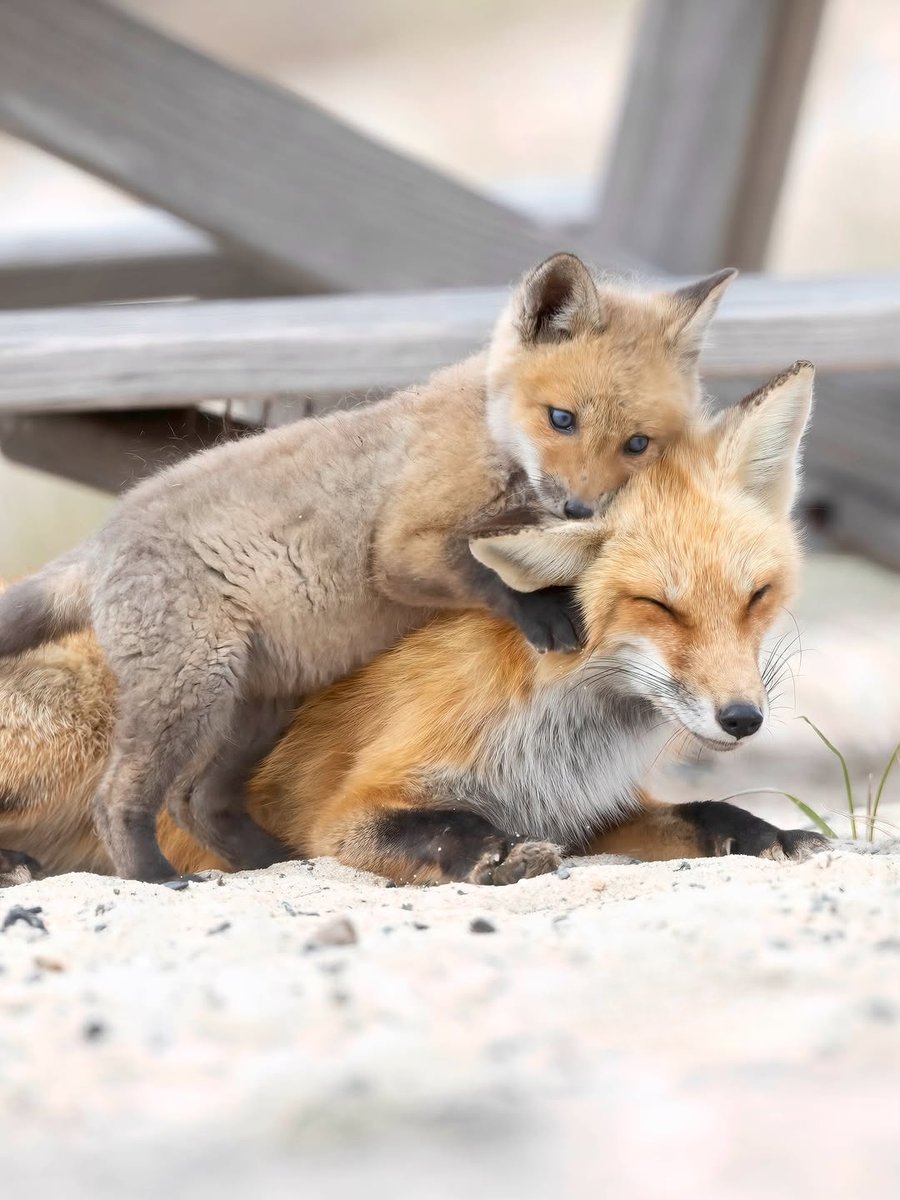 Wildlife and nature view tweet media