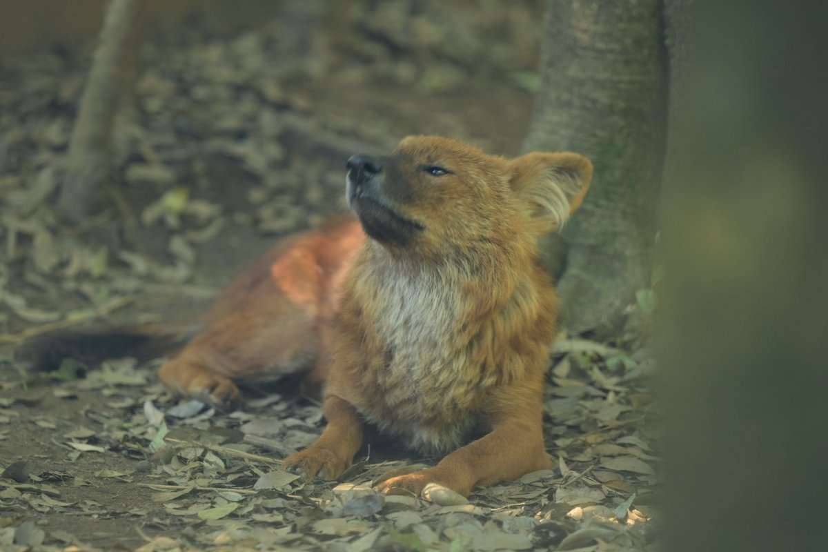 cuonalpi_photo's tweet photo. プープー鳴いてた

#Dhole ドール
#ズーラシア
2026.05 https://t.co/yjab2u6mXo