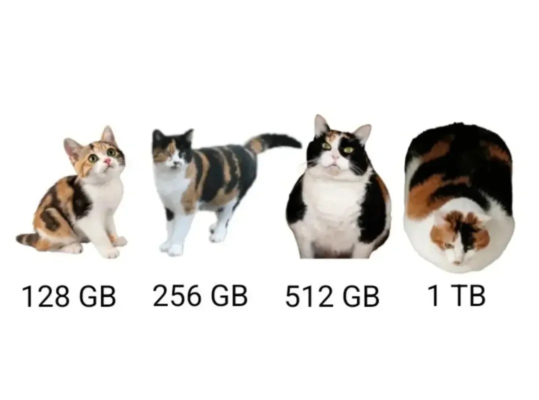 Daily Cat Posts tweet media