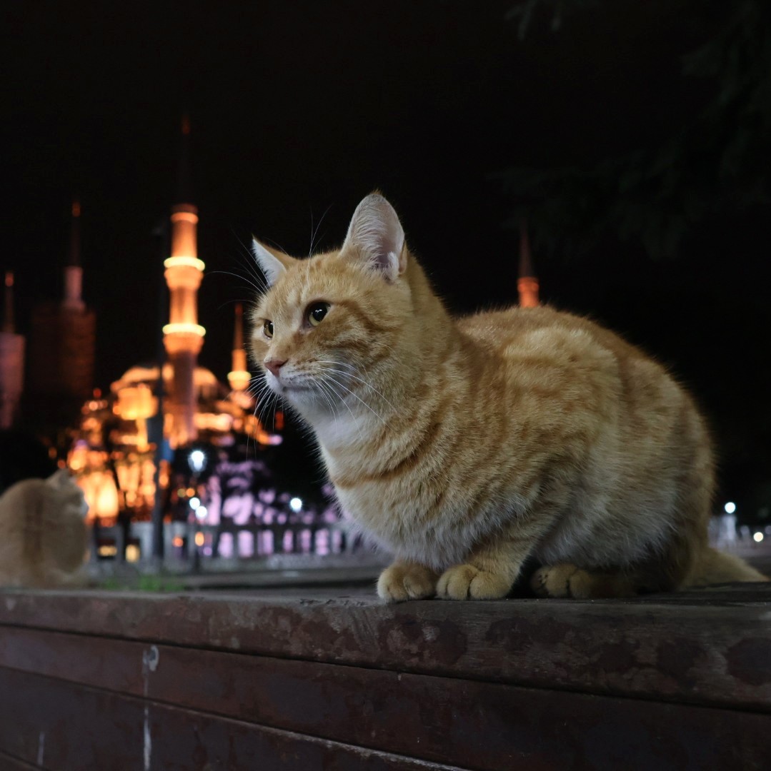 kiyotakaiwai's tweet photo. トルコ・イスタンブールの猫😺
A cat in Istanbul, Turkey
#猫 #ネコ #ねこ #ねこ部 #猫写真 #ネコ写真 #野良猫 #猫のいる風景 #猫好きさんと繋がりたい #トルコ #イスタンブール #イスタンブールの猫 #海外の猫 #海外猫 #貓  #cat #cats #straycat #istanbul #catsofistanbul #catphoto https://t.co/W7R2wGwadY