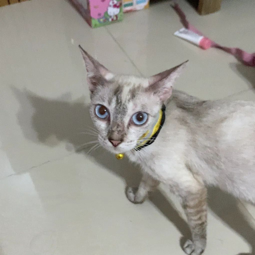 umbi | open adopsi kucing tweet media