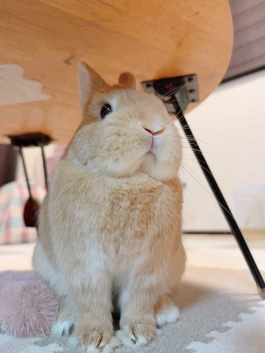 うさぎのほの🥕 tweet media