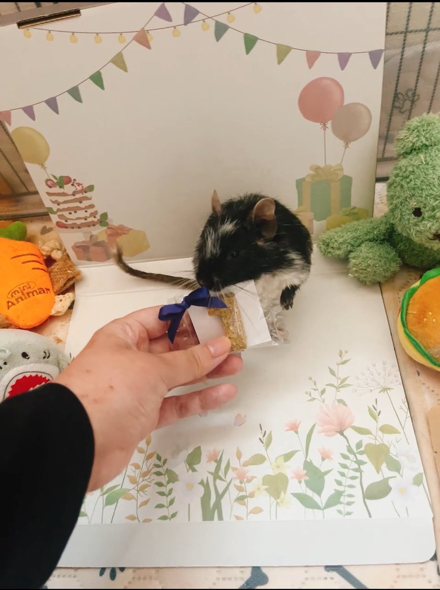 大ちゃんが本日1歳の誕生日を迎えました🎉大人の仲間入りだぁぁぁぁぁ