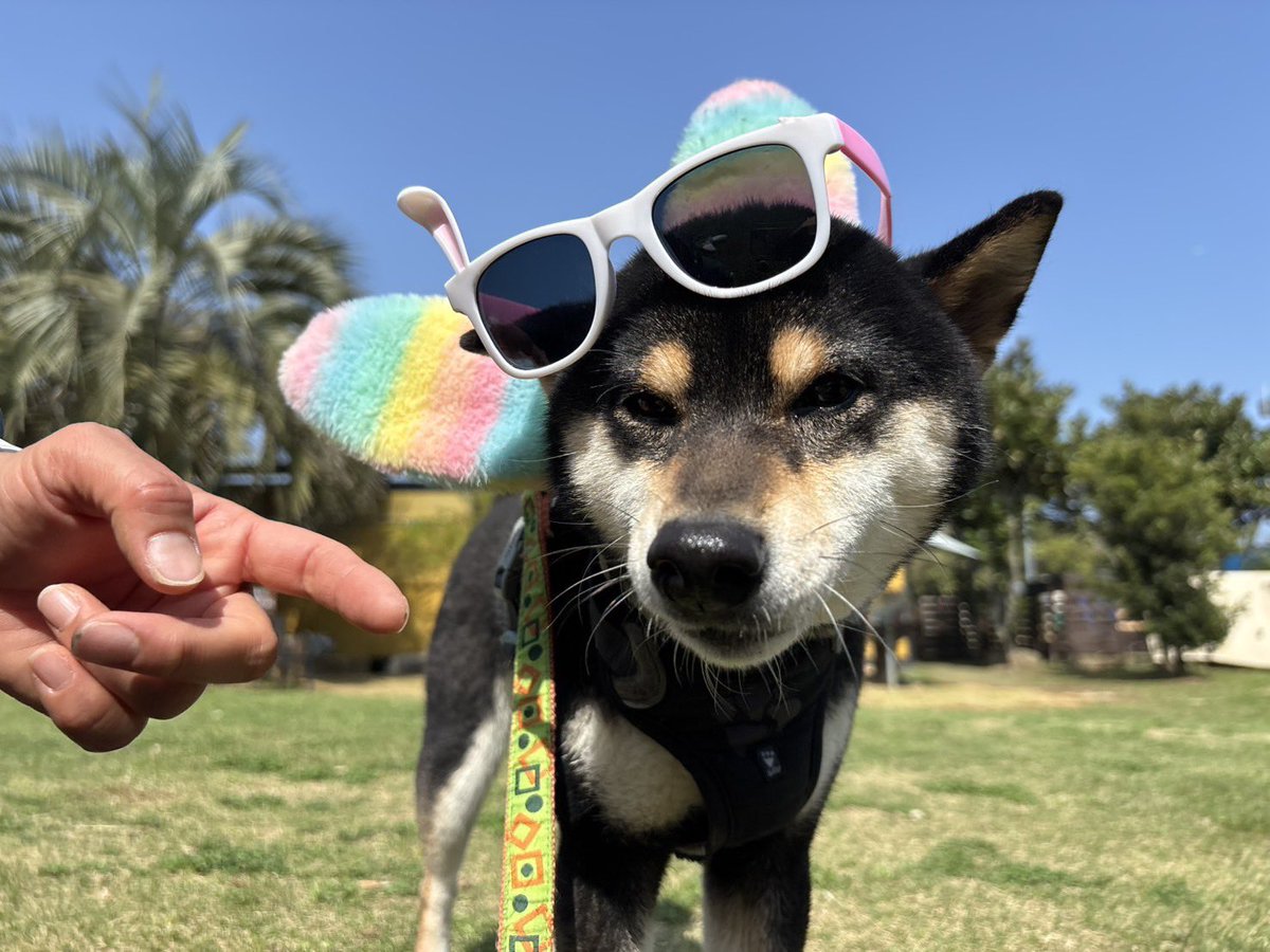 roukenhome9989's tweet photo. 【老犬ホーム】九十九里パーク4月のイベント「イースター🐰」うさ耳柴見つけたウェ〜イ😊♪
https://t.co/gNW1HULCks
#老犬介護　#高齢犬　#長期お預かり　#成犬　#ロウケンズ応援団　#犬好きさんと繋がりたい  #秘密結社老犬倶楽部　#千葉　#海　#夜鳴き　#芝生　#ドックラン　#MIX犬　#柴犬　#生涯 https://t.co/RiCjHe40Om