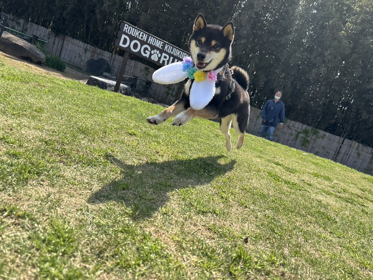 roukenhome9989's tweet photo. 【老犬ホーム】九十九里パーク4月のイベント「イースター🐰」うさ耳柴見つけたウェ〜イ😊♪
https://t.co/gNW1HULCks
#老犬介護　#高齢犬　#長期お預かり　#成犬　#ロウケンズ応援団　#犬好きさんと繋がりたい  #秘密結社老犬倶楽部　#千葉　#海　#夜鳴き　#芝生　#ドックラン　#MIX犬　#柴犬　#生涯 https://t.co/RiCjHe40Om