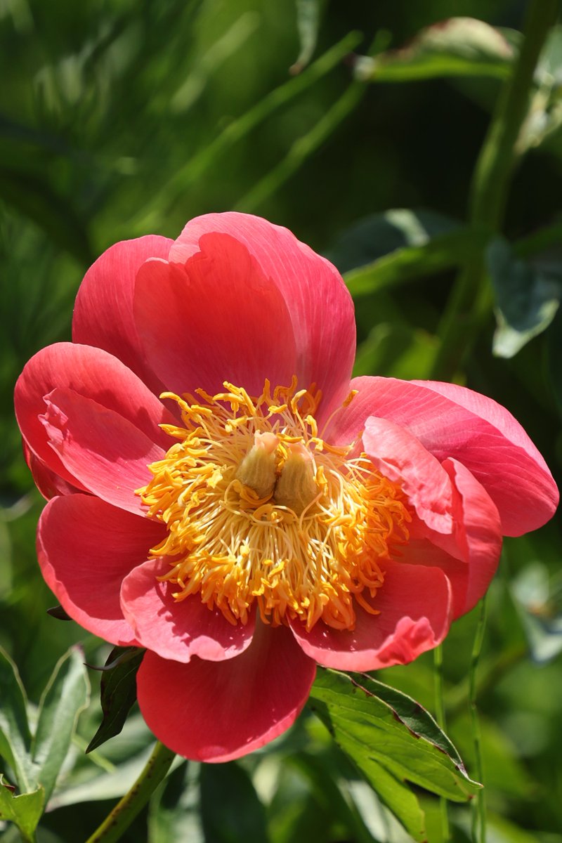 gontanokoneroku's tweet image. Chinese Peony 😃

#Photography #Flowers #ChinesePeony