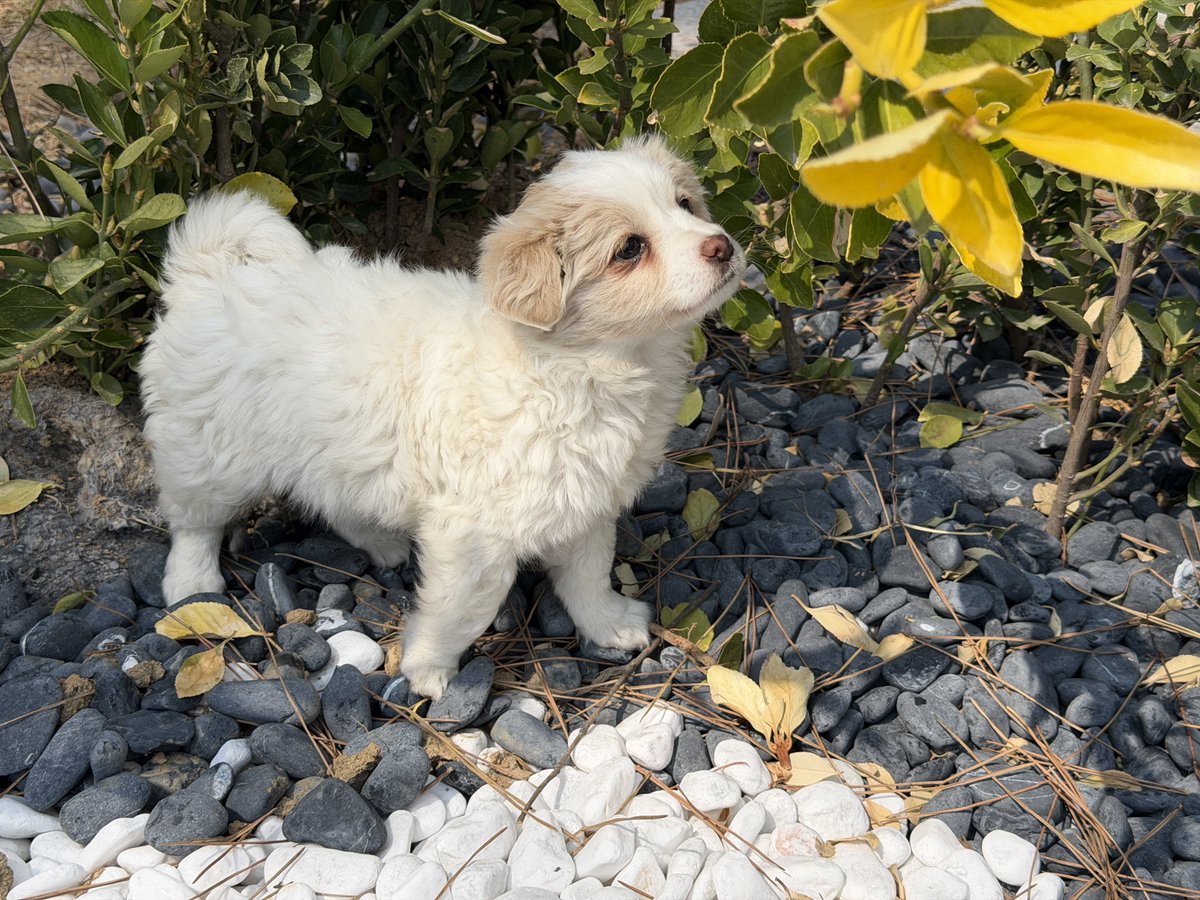 휘핑이 tweet media