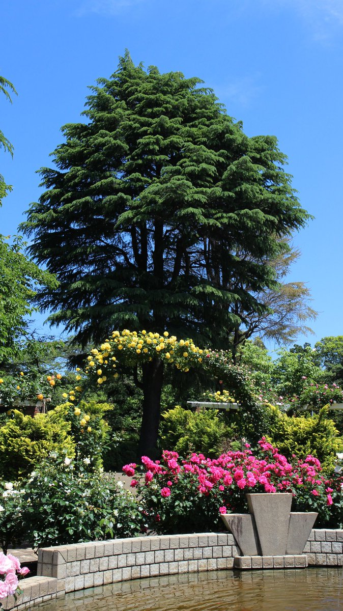 1000mi0's tweet photo. CANON EOS M2 + EF-M 15-45mm F3.5-6.3 IS STM
里見公園
縦位置写真
#EOS_M #市川市 #里見公園 #国府台 #バラ https://t.co/NFRsfHAh2M