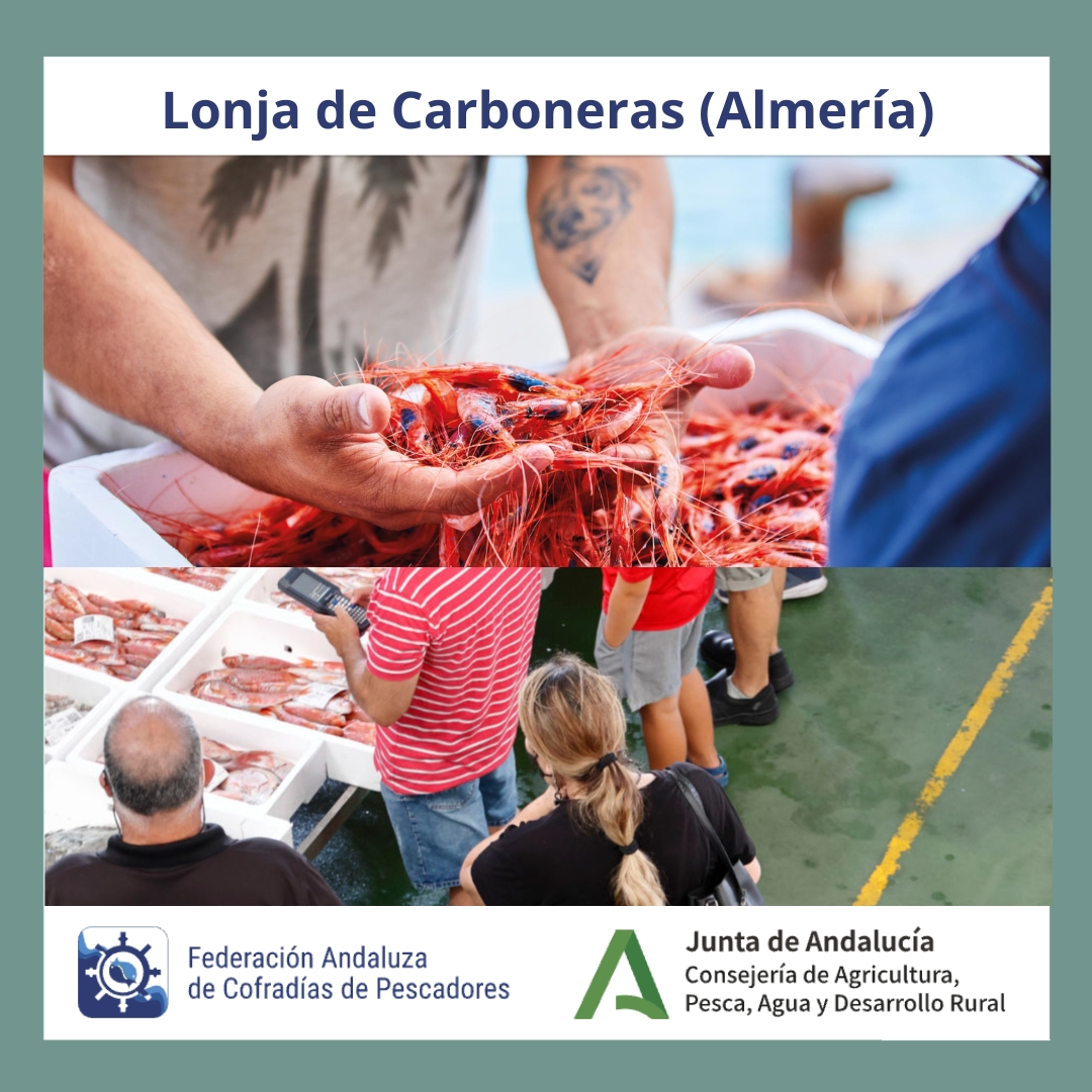 Federación Andaluza de Cofradías de Pescadores tweet media